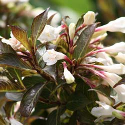 Weigelia, Dwarf Black and White